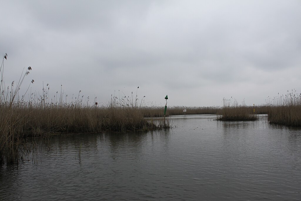 همه چیز درباره تالاب انزلی و زمان بازدید از گل های نیلوفر تالاب