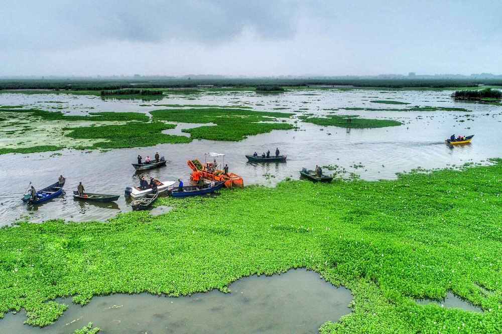 همه چیز درباره تالاب انزلی و زمان بازدید از گل های نیلوفر تالاب