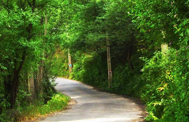 معرفی بهترین پارک های جنگلی تهران