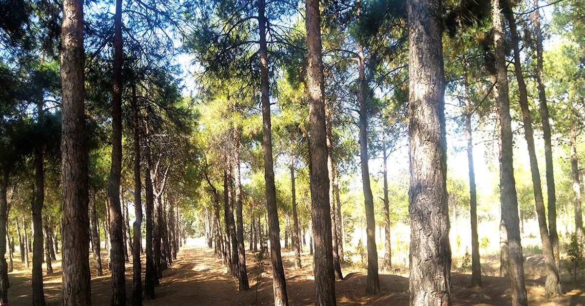 پارک جنگلی خرگوش دره کجاست؟ | امکانات تفریحی و مسیر دسترسی