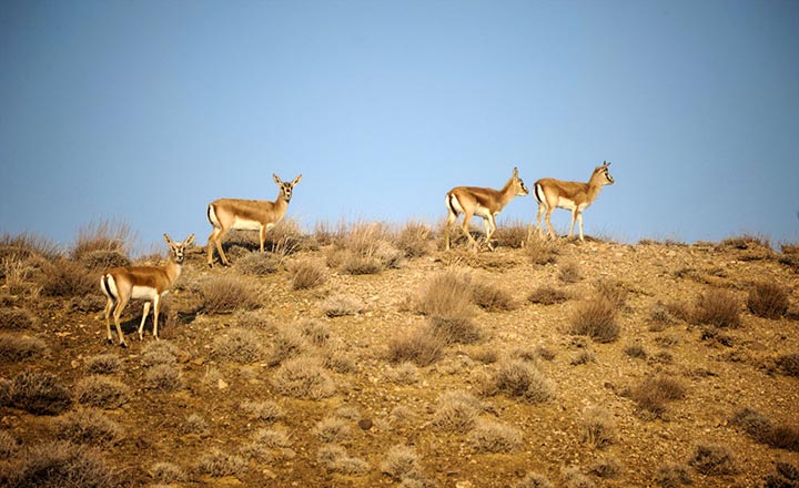 بهترین پارک های اصفهان برای گردش و تفریح خانوادگی