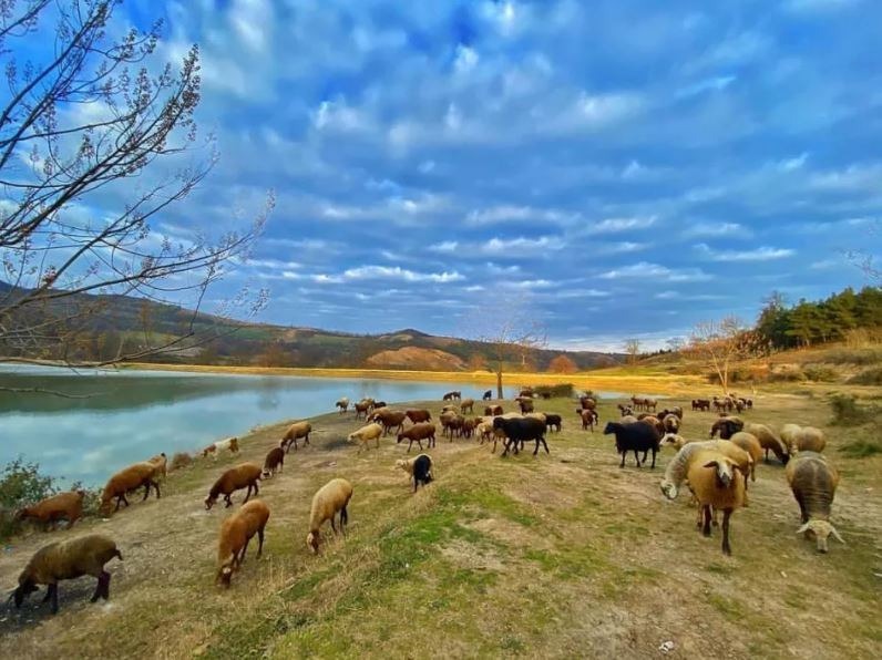 دریاچه توشن گرگان کجاست؟ | زیستگاه پرندگان مهاجر
