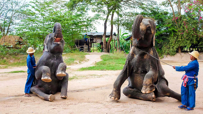 باغ وحش های تایلند