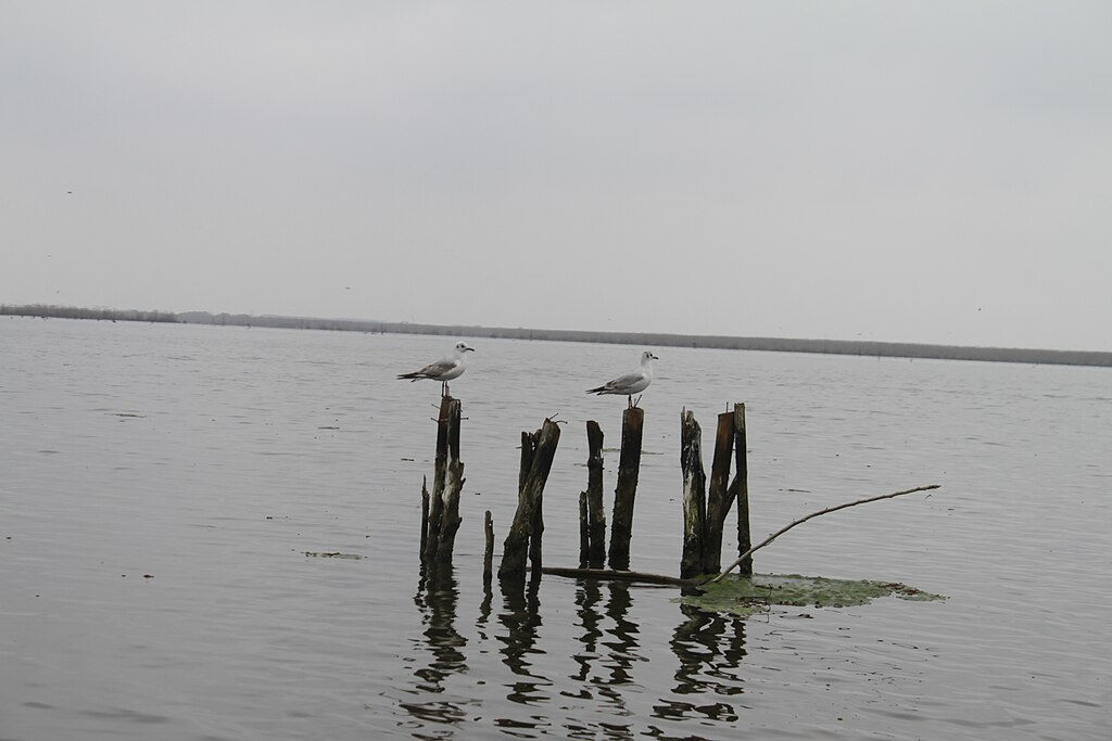 همه چیز درباره تالاب انزلی و زمان بازدید از گل های نیلوفر تالاب