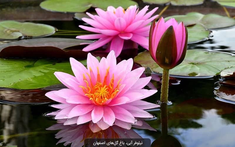 باغ گلهای اصفهان؛ هر آنچه که باید بدانید