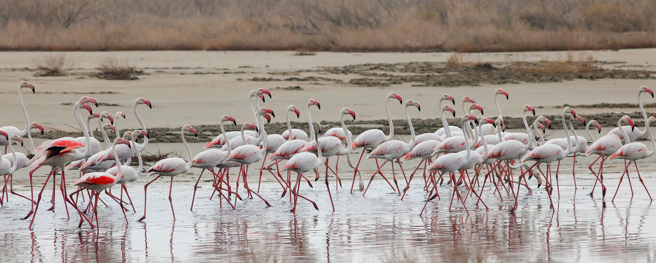 تالاب گاوخونی کجاست؟