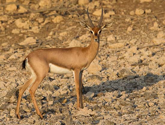 پارک ملی توران | از بزرگترین زیستگاه های کویری ایران