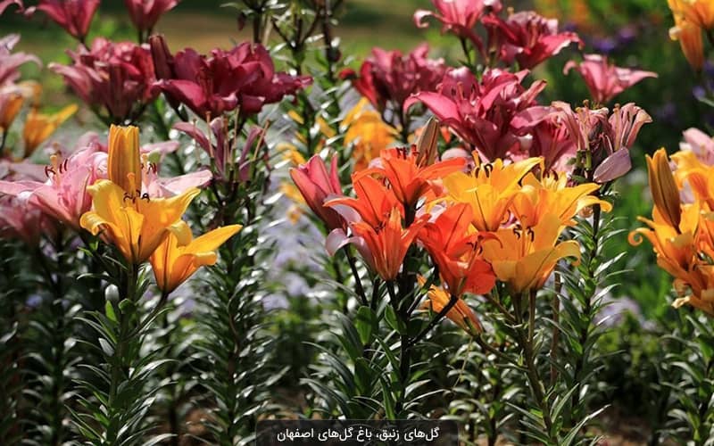 باغ گلهای اصفهان؛ هر آنچه که باید بدانید