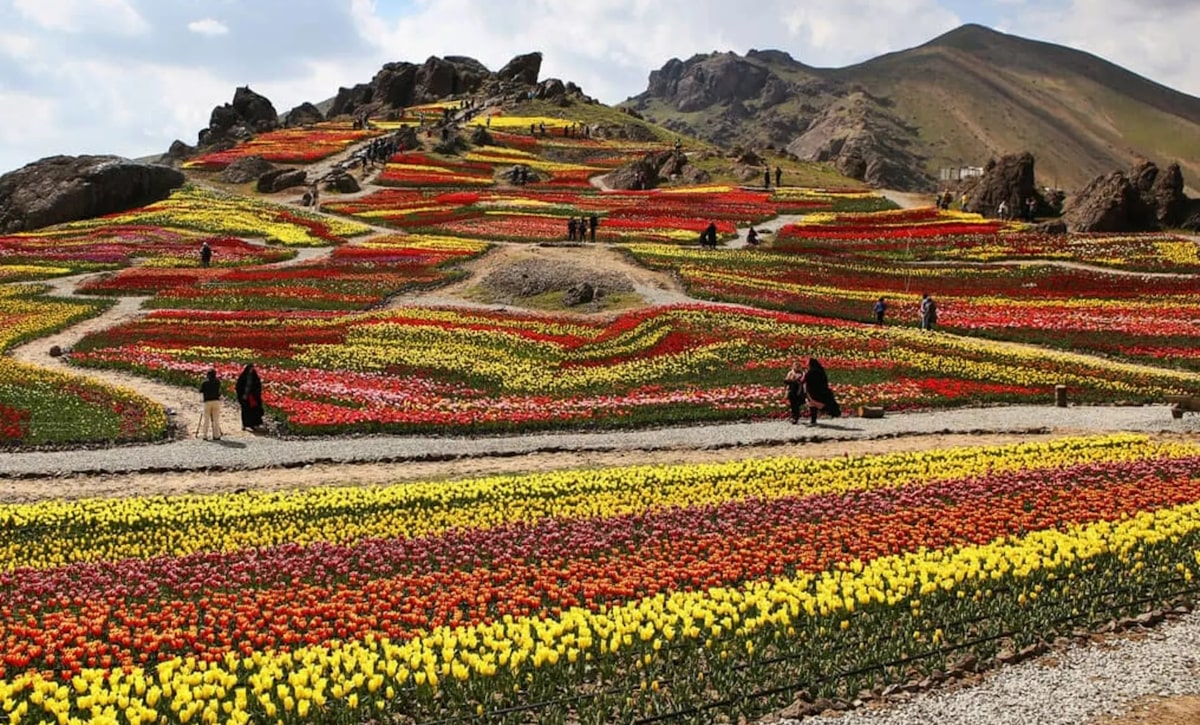دشت لاله کندر کجاست؟ | شرکت در جشنواره لاله کرج