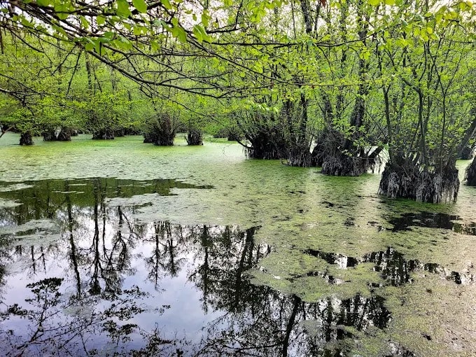 مرداب قادیکلا کجاست؟ | تابلوی نقاشی طبیعت در قائمشهر!
