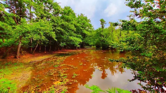 مرداب قادیکلا کجاست؟ | تابلوی نقاشی طبیعت در قائمشهر!