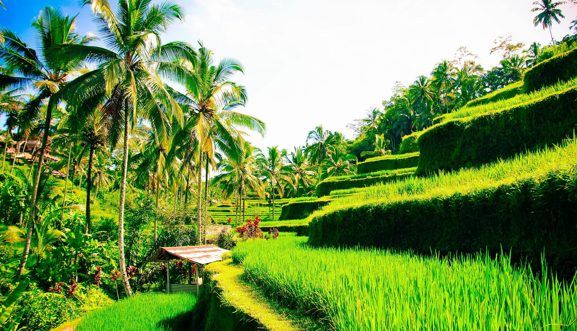 مزارع پلکانی برنج تگالالانگ بالی