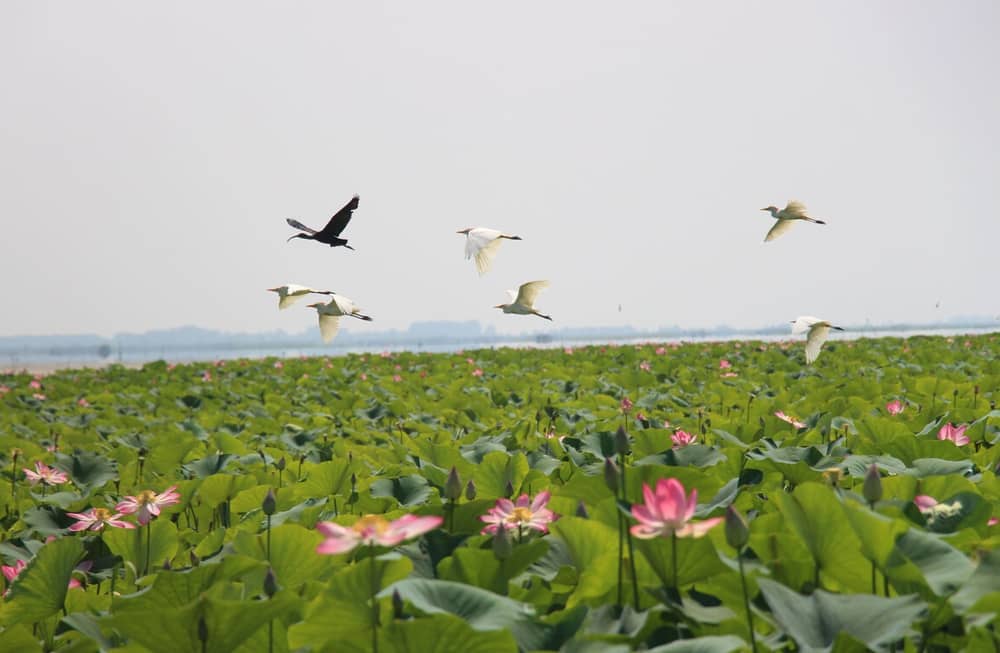 همه چیز درباره تالاب انزلی و زمان بازدید از گل های نیلوفر تالاب