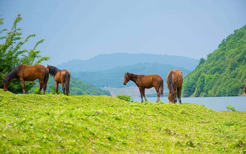 دریاچه لفور کجاست؟