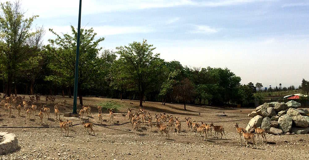 پارک چیتگر چه امکانات تفریحی دارد؟ + مسیر دسترسی