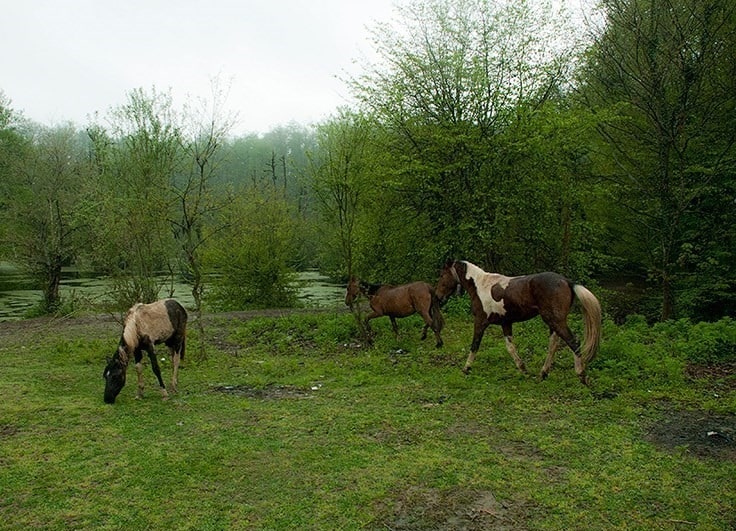 مرداب قادیکلا کجاست؟ | تابلوی نقاشی طبیعت در قائمشهر!