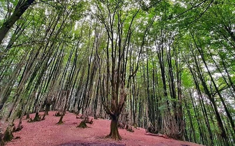 جاهای دیدنی لاهیجان | ۱۸ دیدنی برای جوانان و خانواده ها