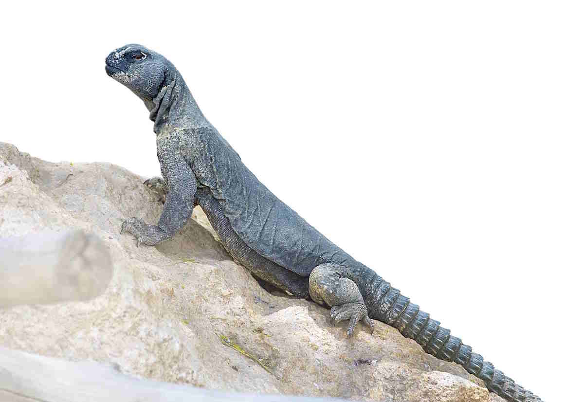 تنب بزرگ و تنب کوچک کجا هستند؟