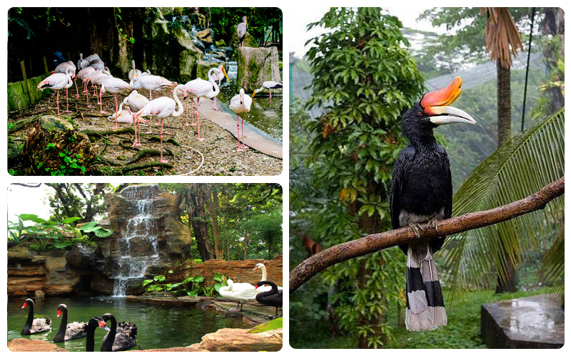 پارک پرندگان تامان برونگ کوالالامپور