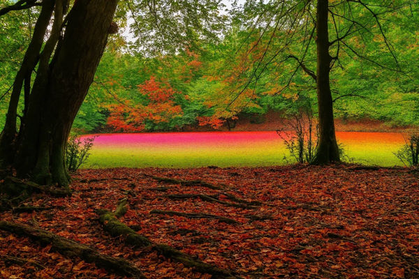 پارک جنگلی فین چالوس کجاست؟