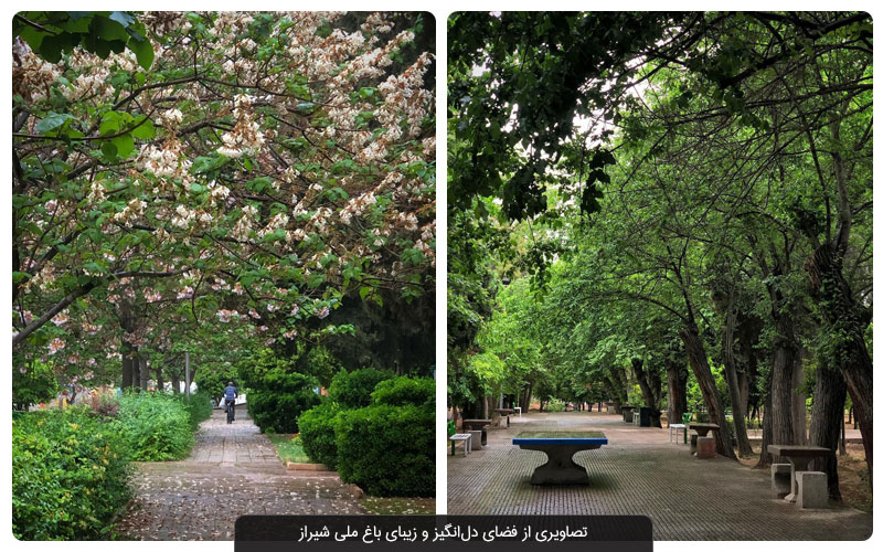 باغ ملی شیراز؛ زیباترین باغ شیراز در همسایگی حافظیه