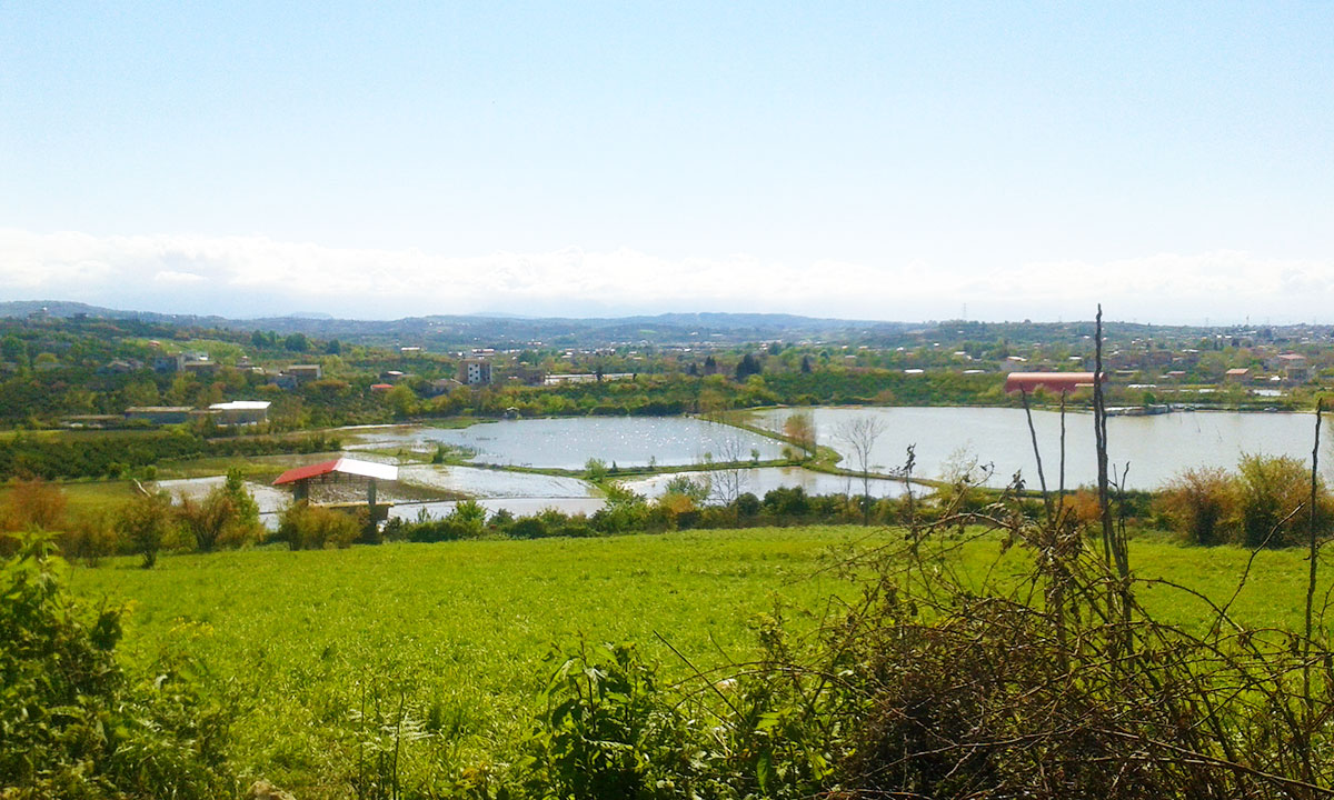 مرداب قادیکلا کجاست؟ | تابلوی نقاشی طبیعت در قائمشهر!