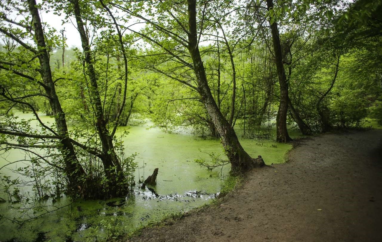 مرداب قادیکلا کجاست؟ | تابلوی نقاشی طبیعت در قائمشهر!
