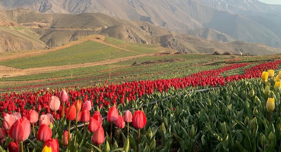 دشت لاله کندر کجاست؟ | شرکت در جشنواره لاله کرج