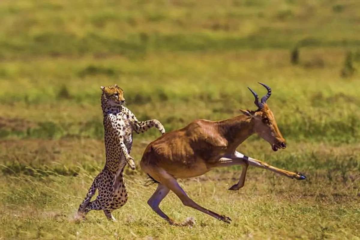 پارک ملی توران | از بزرگترین زیستگاه های کویری ایران