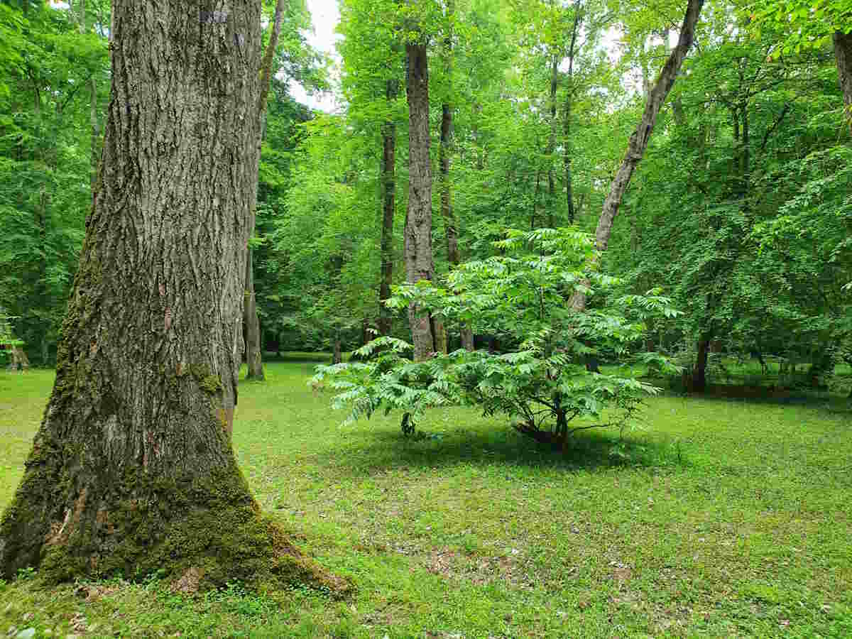 پارک جنگلی کشپل نور | تفریح در دل پارک کشپل